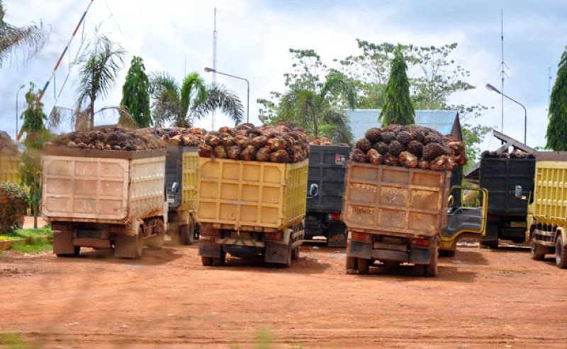 Harga TBS Sawit Sumsel Awal September 2025 Naik Rp 96,16 Per Kg