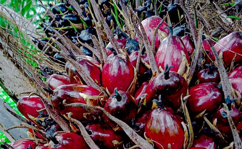 Harga TBS Sawit Sumut Naik Rp 40,06 Per kg pada Pertengahan September 2025