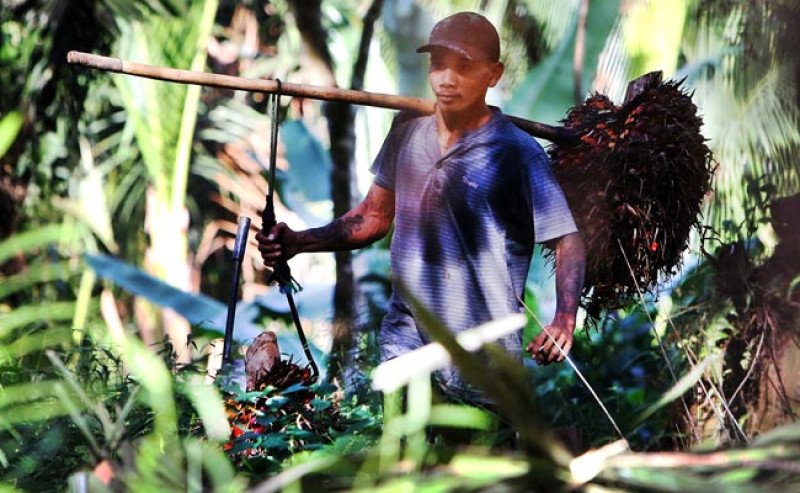 Harga TBS Sawit Kaltim Periode I-September 2025 Naik Tipis