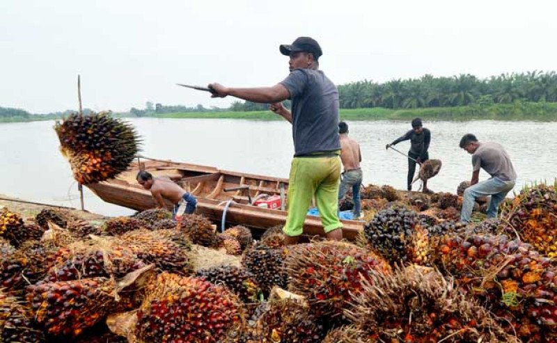 Harga Sawit Kalbar Periode III-September 2025 Turun Rp 15,85/kg